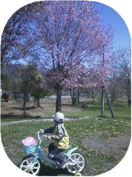 公園は桜満開