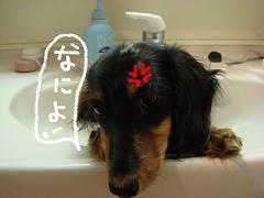 DSC00102.JPG