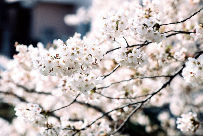 桜