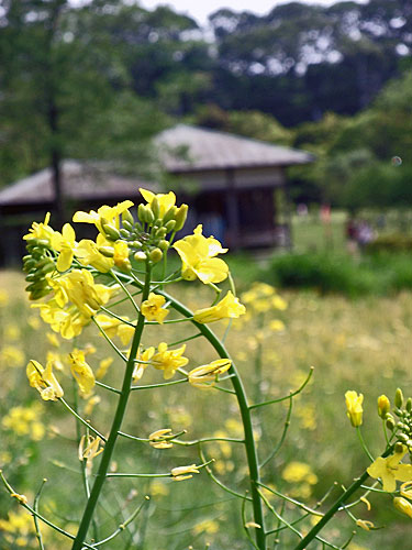 菜の花