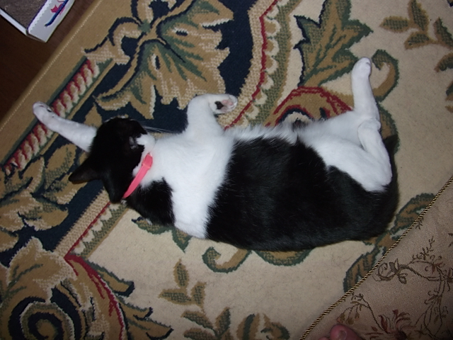 ぐ～たらはなこ