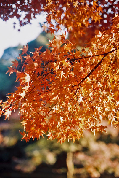 小石川<br />
<br />
後楽園