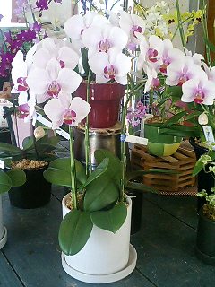 060923_胡蝶蘭.jpg
