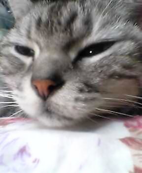momomatari1107.jpg
