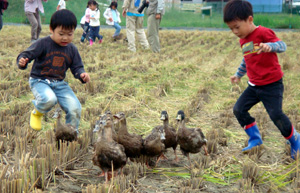 稲刈り３