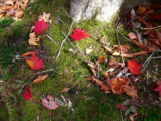 落ち葉