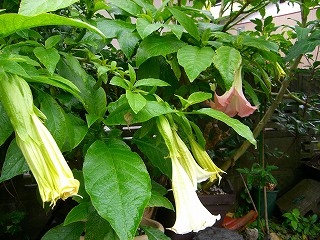 エンゼルトランペット