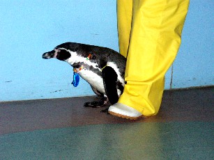 宮島水族館ペンギン5.JPG