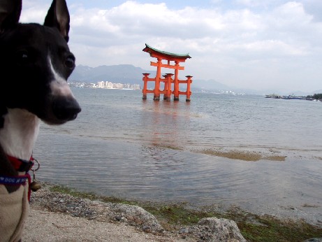 コピー ～ 宮島厳島神社北側レオと大鳥居.JPG