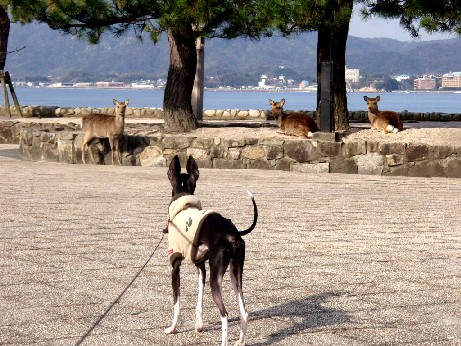 コピー ～ 宮島出口前広場.JPG