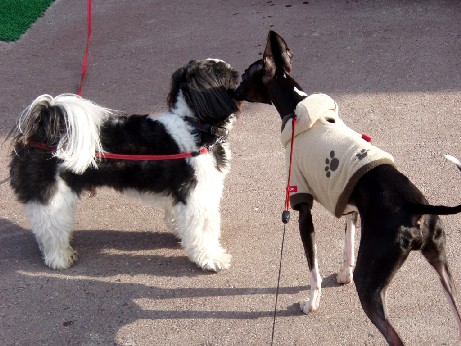 宮島薬屋さん前の犬.JPG