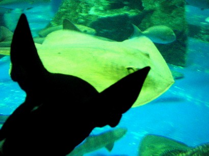 宮島水族館レオとエイ.JPG