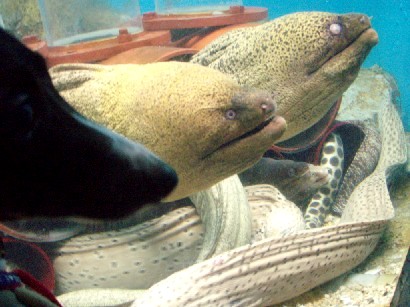 宮島水族館レオとウツボ.JPG