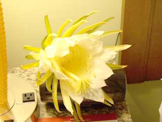 20100203gekkabijinsize.jpg