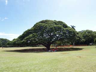 20100128monkey3.jpg
