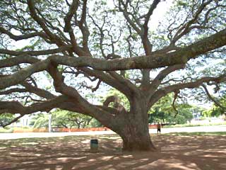 20100128monkey4.jpg