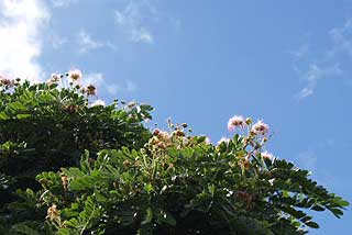 20100128flower.jpg