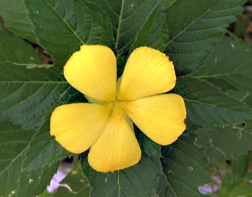 20070607flower2.jpg
