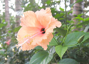 20070607flower3.jpg