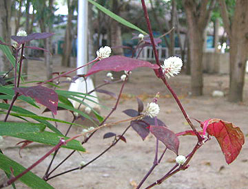 20070607flower4.jpg