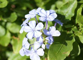 20100305f5.jpg
