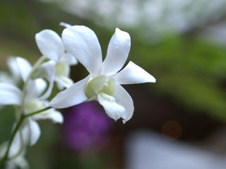 20100305f8.jpg