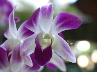 20100305f9.jpg