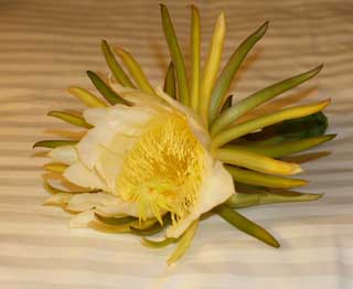 20100203gekkabijin1.jpg