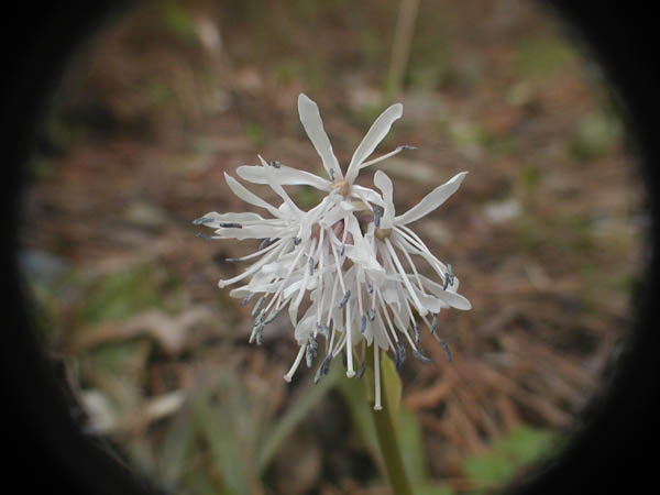 白花のショウジョウバカマ