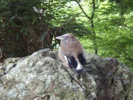 鳥の雛