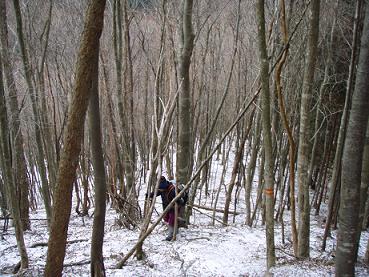 一挙に稜線まで