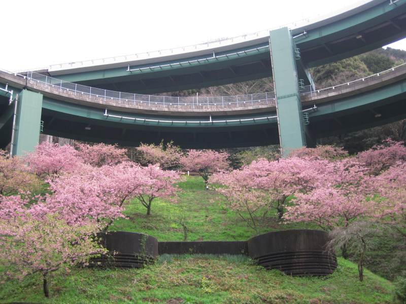 河津桜ツー2009－7