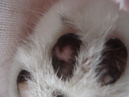 2007-8cats 019-450.jpg