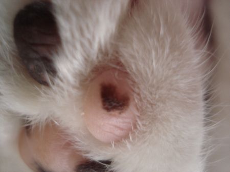 2007-8cats 018-450.jpg