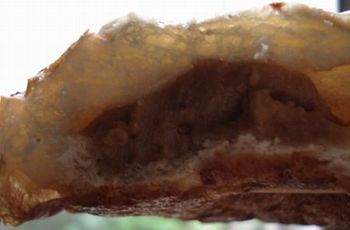 2007-7cats 320-350.jpg