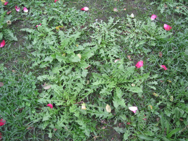 IMG_9527.JPG