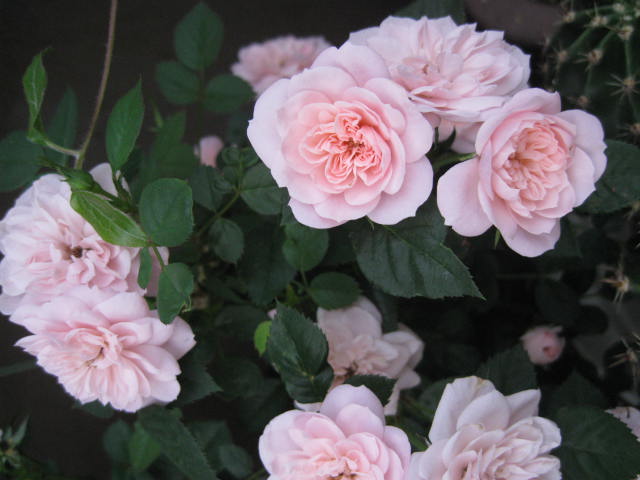 IMG_9492.JPG