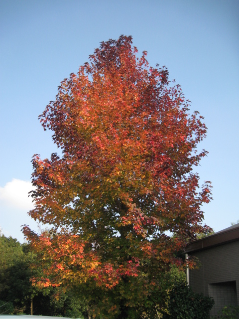 IMG_1793.JPG
