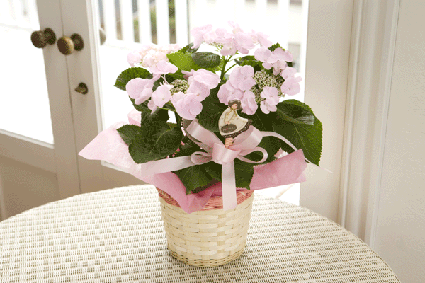 不思議なあじさい