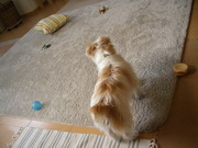 おもちゃ散らかし放題