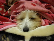 むにゃむにゃ…