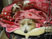 むにゃむにゃむにゃ…