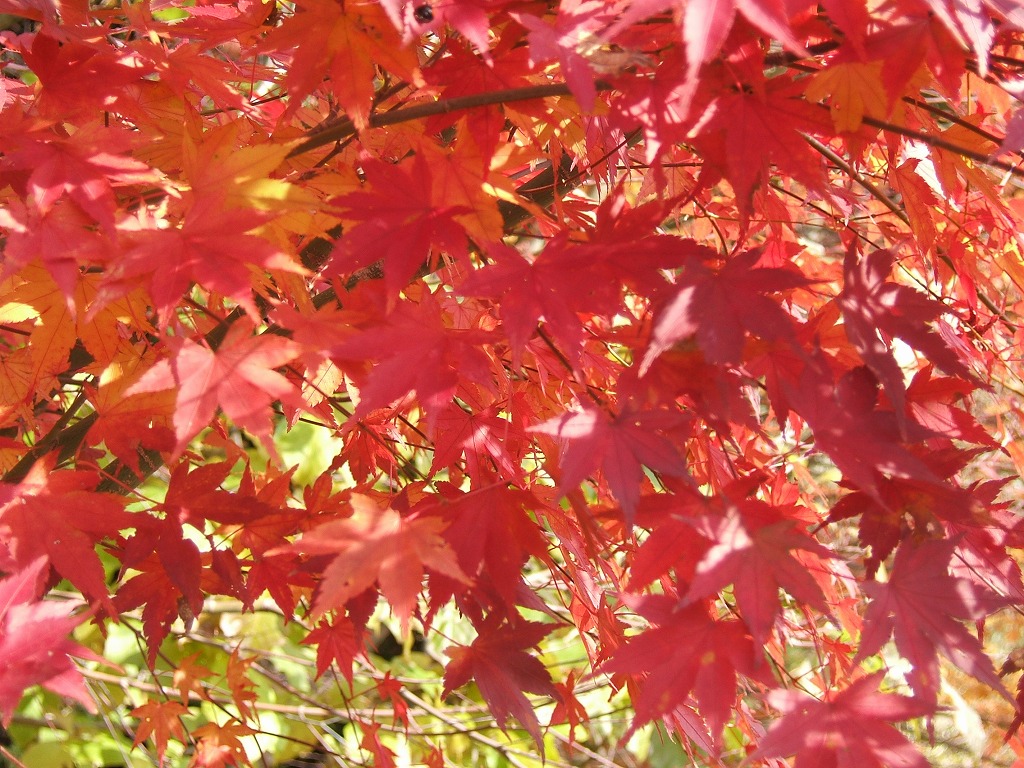 久住、竹田、紅葉