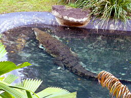 アリゲーター２.jpg