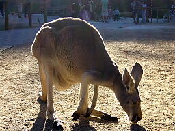 カンガルー.jpg
