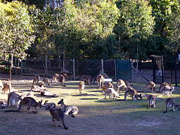 カンガルー集団.jpg