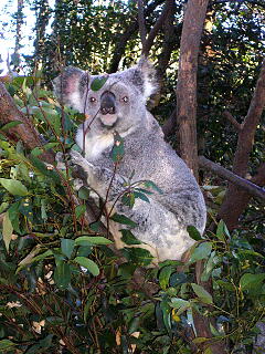 コアラ２.jpg