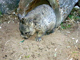 ウォンバット.jpg