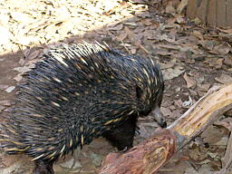 ハリネズミ.jpg