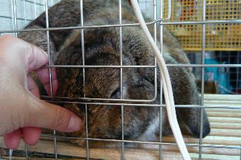 にょろにょろ